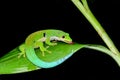 Peacock day gecko, phelsuma quadriocellata