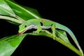 Peacock day gecko, phelsuma quadriocellata