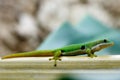 Peacock day gecko Phelsuma quadriocellata