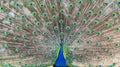 Peacock demonstrating it's beautiful feathers