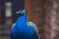 Peacock detail head colorful