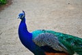 Peacock detail - on the road. Royalty Free Stock Photo