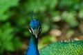 peacock detail view