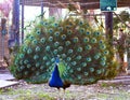 Peacock dismissed a beautiful big tail with blue-green