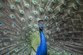 A peacock display