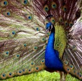 Peacock Display