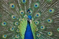 Peacock Display