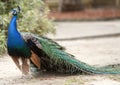 Peacock on Display