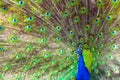 Peacock display