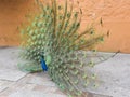 Peacock Display