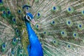 Peacock in display at the zoo