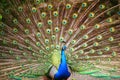 Peacock displaying fan, beautiful plumage Royalty Free Stock Photo