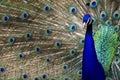 Peacock in full diplay Royalty Free Stock Photo