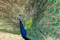 Peacock displaying its feathers