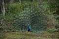 Peacock displaying its feathers in Sri Lanka Royalty Free Stock Photo
