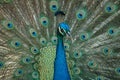 Peacock displaying its tail