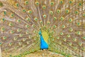 Peacock displaying it's feathers Royalty Free Stock Photo