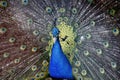 Peacock displaying tail Royalty Free Stock Photo