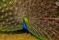 Peacock displaying tail