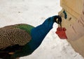 Peacock eating from the hand of man in winter Royalty Free Stock Photo
