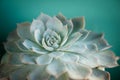 Peacock echeveria succulent plant close up open wide decorative houseplant