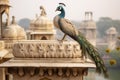 Peacock on the edge of the Taj Mahal in Agra, India, A captivating image of a majestic exotic bird in city, AI Generated Royalty Free Stock Photo