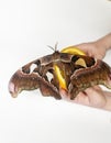 Peacock-eye attacus atlas eats an orange. The girl is holding a fruit on which a tropical lepidoptera sits. beautiful butterflies