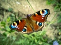 The peacock eye is a bright European butterfly with spotted eyes on its wings. A subfamily of true nymphalids Royalty Free Stock Photo