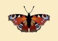 Peacock eye butterfly. Aglais io. Vector isolated illustration