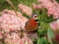 Peacock eye butterfly  and bee on pink sedum flower Royalty Free Stock Photo