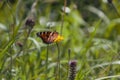 The peacock eye butterfly Royalty Free Stock Photo