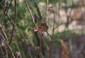 Peacock eye butterfly on daphne flowers. Spring sunny day Royalty Free Stock Photo