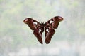 The Peacock Eye butterfly differs in the pattern on the wings