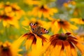 The peacock eye butterfly is on the flower of Rudbeckia hirta Royalty Free Stock Photo