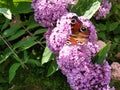Peacock eye butterfly on a lilac flower. Royalty Free Stock Photo