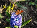 peacock eye butterfly Royalty Free Stock Photo