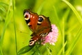 Butterfly on clover