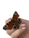 a peacock eye butterfly sits on the hand, pink nails Royalty Free Stock Photo