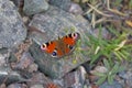 Peacock eye butterfly sitting on a rock Royalty Free Stock Photo
