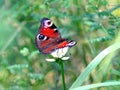 Peacock eye Butterfly is sitting on the white flower above blur green background on summer day Royalty Free Stock Photo