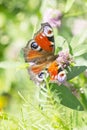 Peacock eye butterfly in summer greenery