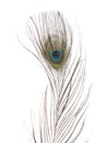 Peacock eye feather isolated on white background Royalty Free Stock Photo