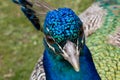 Peacock face