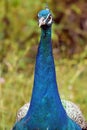 Peacock Face and neck Royalty Free Stock Photo