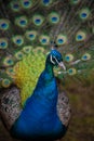 Peacock face and plumage Royalty Free Stock Photo