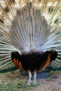 Peacock fan Royalty Free Stock Photo