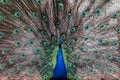 Peacock with fan-shaped plumage, beautifully colored bird Royalty Free Stock Photo