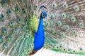 Peacock with fanned out tail