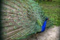 Peacock with fanned tail Royalty Free Stock Photo