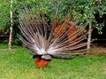 Peacock with fanned tail dances - View from back Royalty Free Stock Photo